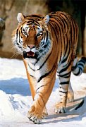 The Siberian Tiger