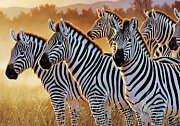 The Zebras