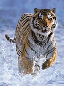 Tiger on the snow