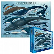 Whales and Dolphins