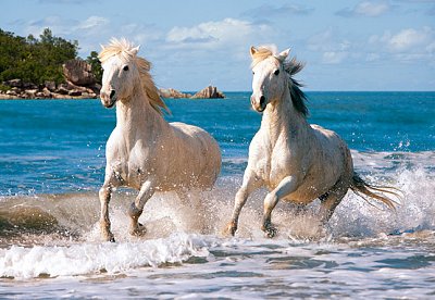White Camarque Horses