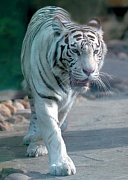 White Tiger Magic