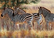 Zebras
