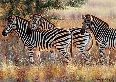 Zebras
