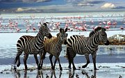 Zebras