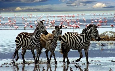 Zebras