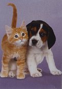 Beagle and kitten