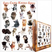 Classic Cat Breeds