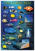Coral Reef