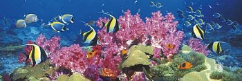 Coral Reef