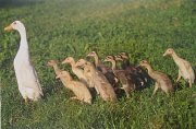 Geese on the Meadow