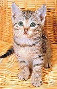 Kitten