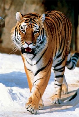 The Siberian Tiger