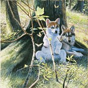 Wolfs in the Spring